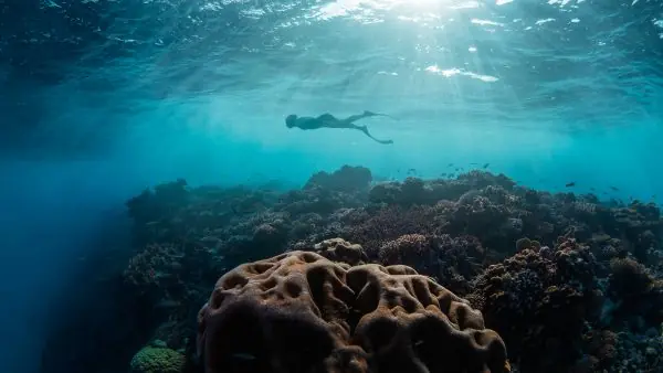 Diver exploring vibrant coral reefs in the Red Sea