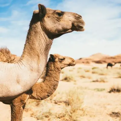 Camels in the desert landscape near Amaala