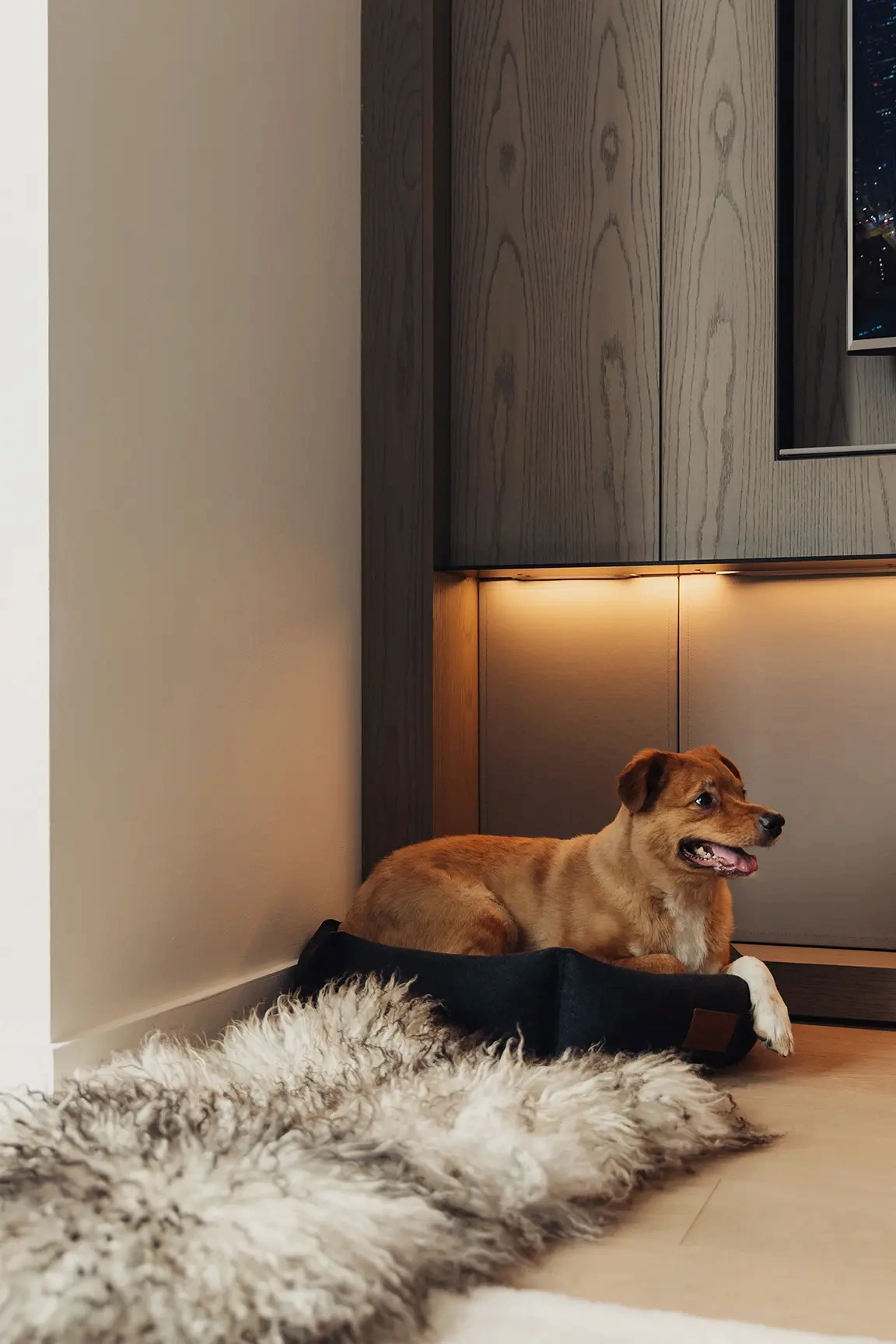 Dog resting in black pet bed beside fluffy rug, in warmly lit room with wood paneling and built-in cabinet