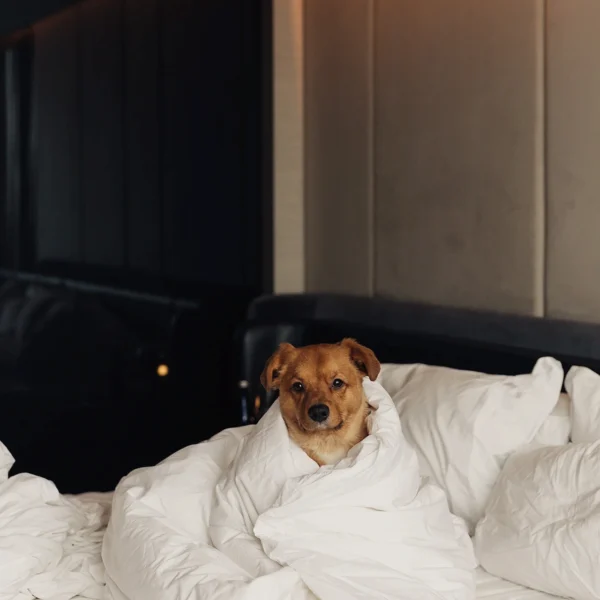 Small dog wrapped in white sheets on bed, looking at camera in softly lit modern bedroom