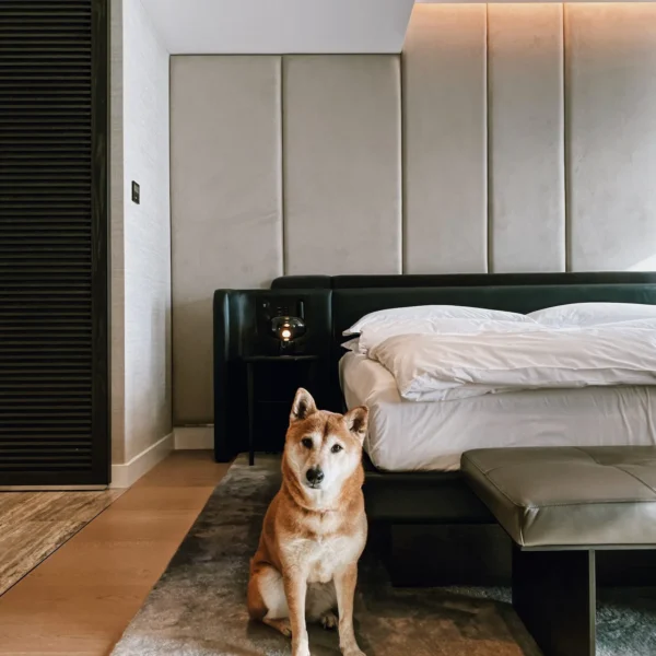 Stylish bedroom with white bedding and padded wall panels, featuring a Shiba Inu sitting attentively on a textured rug