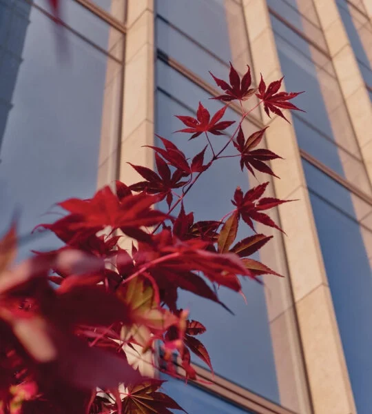 Red maple leaves in foreground with modern glass-and-stone building in urban autumn setting