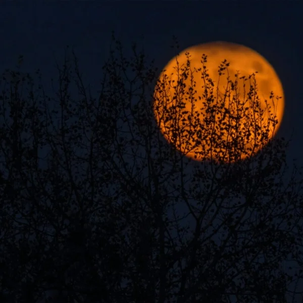 Orange full moon glows behind silhouetted tree branches in a dramatic night sky scene.