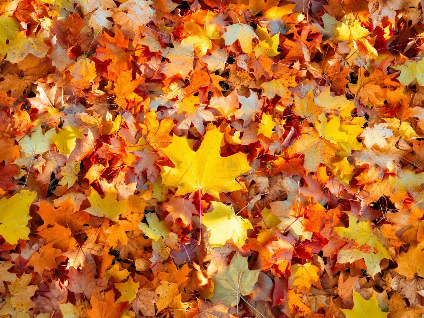 Ground covered in vibrant autumn maple leaves in shades of yellow, orange, red and brown